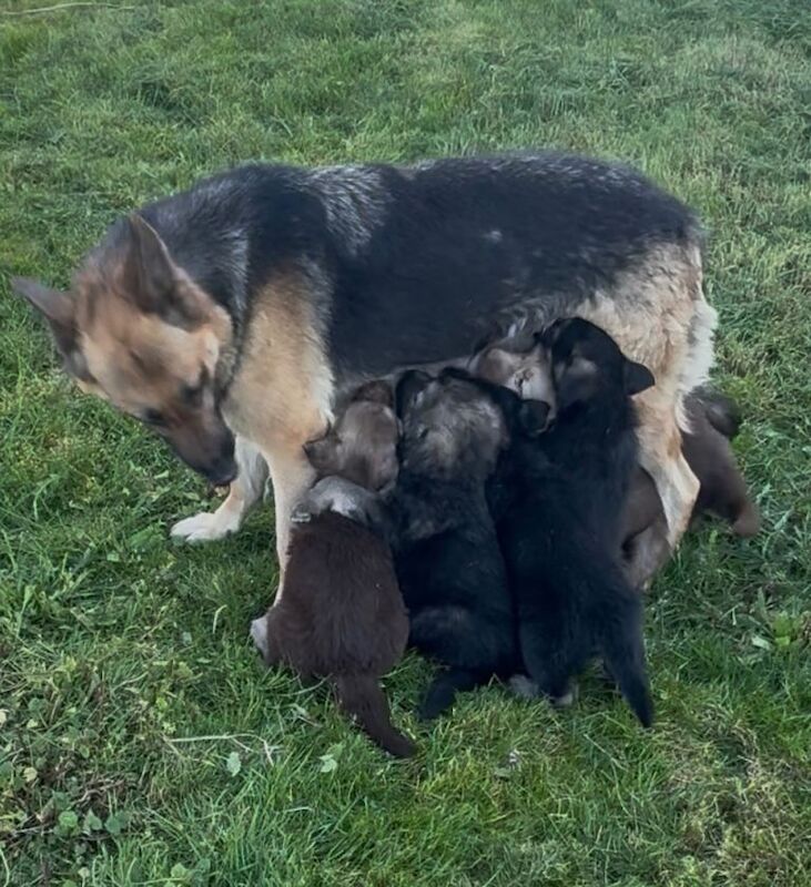 German Shepard puppies - Image 3 of 5