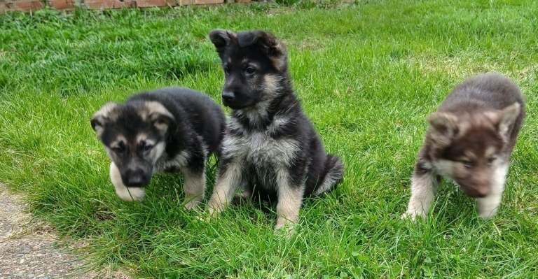 German Shepard puppies - Image 4 of 5