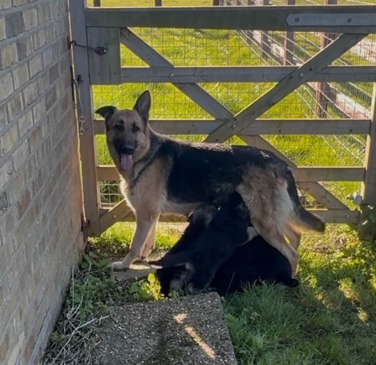 German Shepard puppies - Image 5 of 5