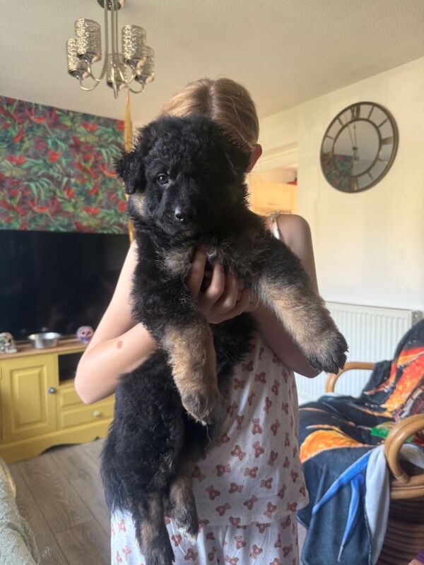 German Shepard puppies