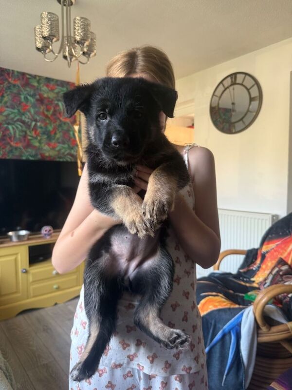 German Shepard puppies - Image 2 of 4