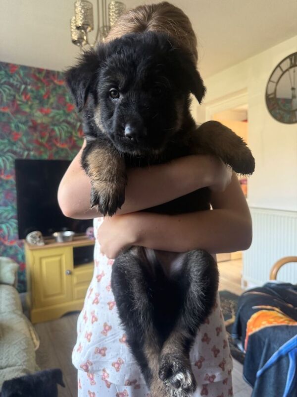 German Shepard puppies - Image 3 of 4