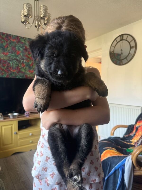 German Shepard puppies - Image 4 of 4