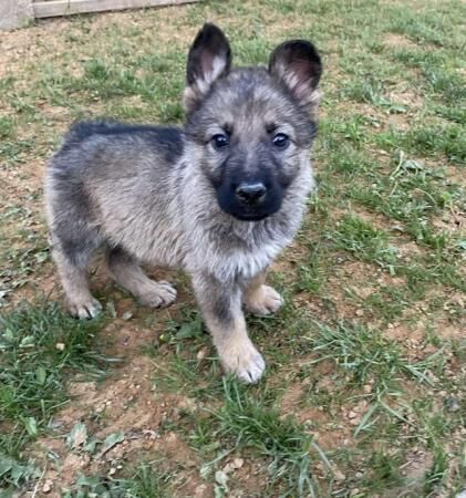 German Shepard puppies for sale in Doncaster, South Yorkshire