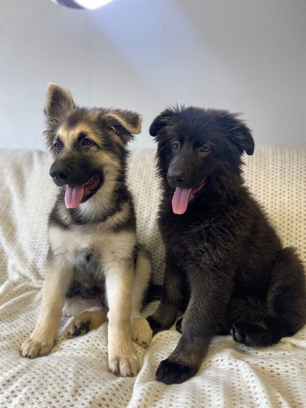 German Shepherd puppies for sale in Belper, Derbyshire – KC registered, 3 months old