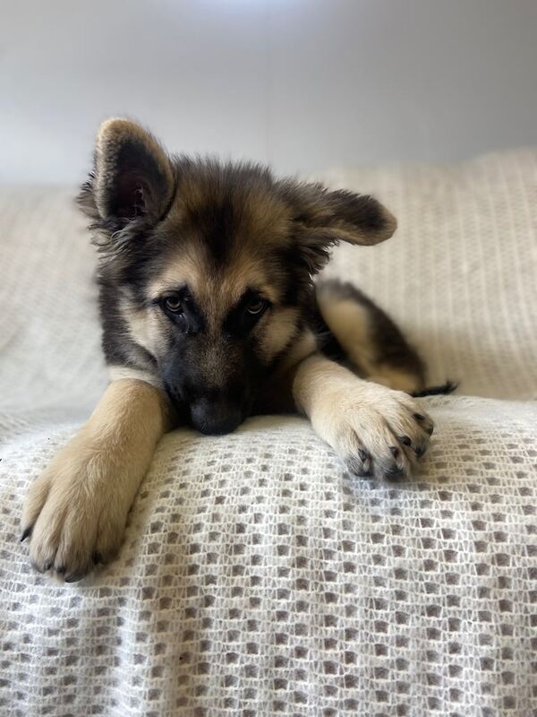 German Shepherd puppies for sale in Belper, Derbyshire – KC registered, 3 months old - Image 3 of 3