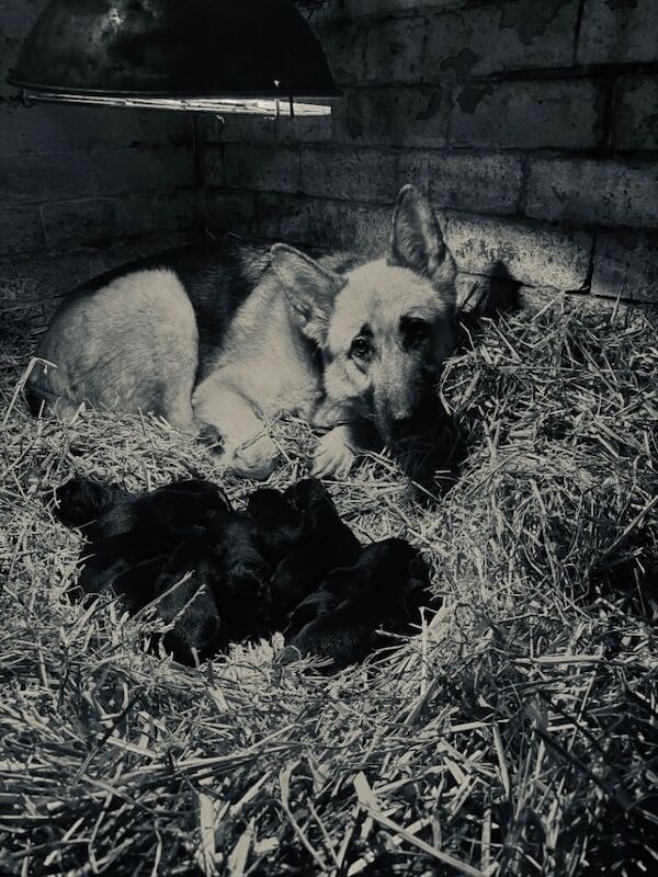 German Shepherd puppies for sale in Barnsley, South Yorkshire – KC registered, 5 weeks old