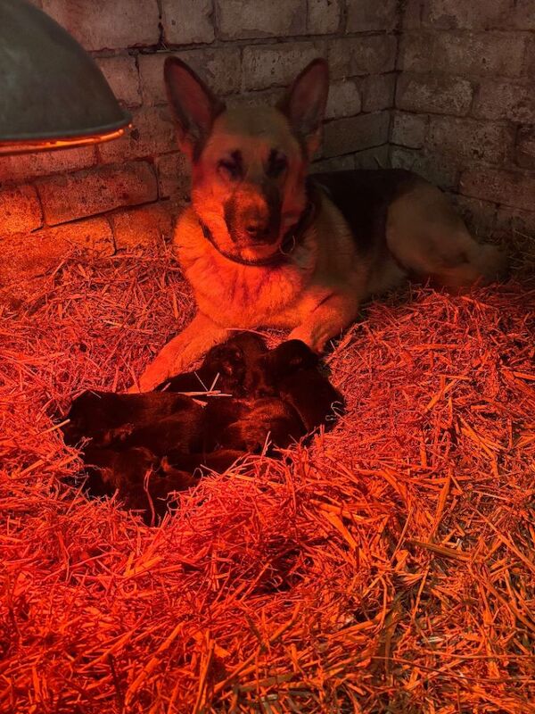 German Shepherd puppies for sale in Barnsley, South Yorkshire – KC registered, 3 months old - Image 2 of 3
