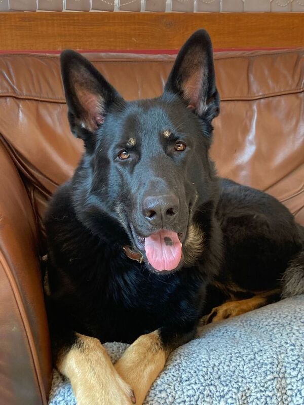 German Shepherd puppies for sale in Barnsley, South Yorkshire – KC registered, 3 months old - Image 3 of 3