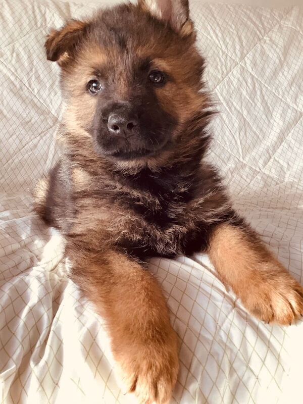 German Shepard puppies for sale Health checked and have had first vacination - Image 2 of 4