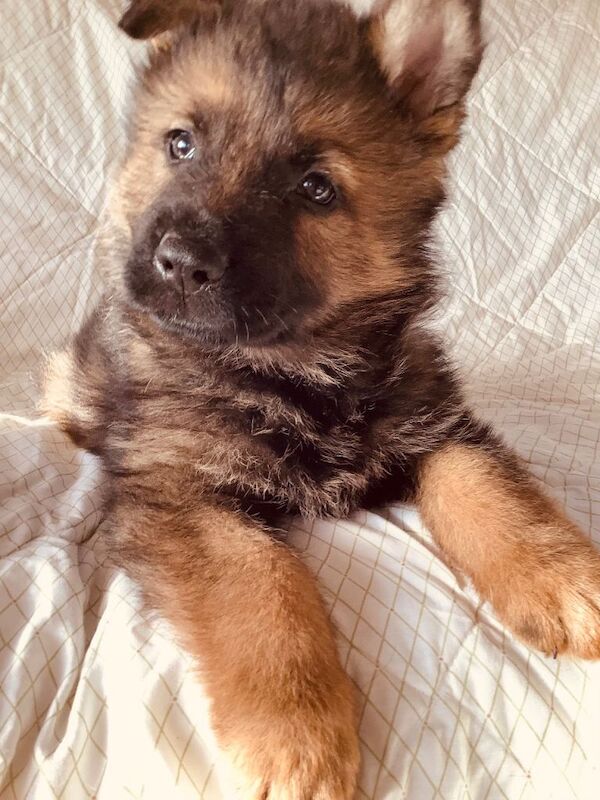 German Shepard puppies for sale Health checked and have had first vacination - Image 3 of 4
