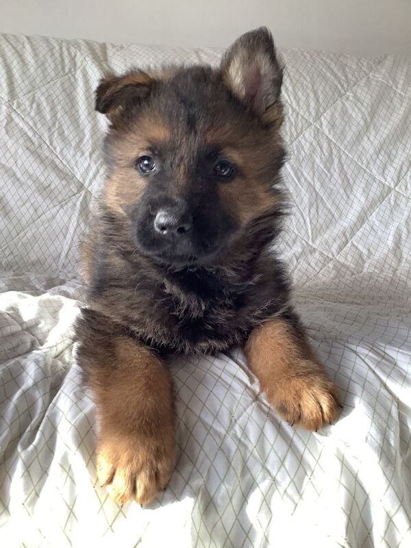 German Shepard puppies for sale Health checked and have had first vacination - Image 4 of 4