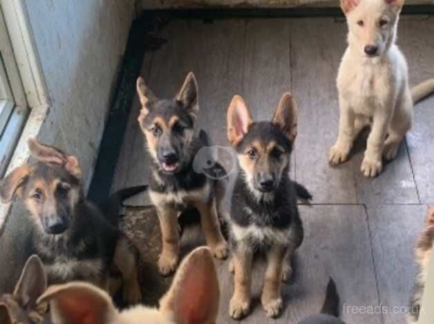 German Shepherd puppies for sale in Hounslow, Greater London – 1 year old - Image 1 of 5