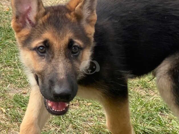 German Shepherd puppies for sale in Hounslow, Greater London – 1 year old - Image 2 of 5