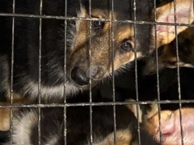 German Shepherd puppies for sale in Hounslow, Greater London – 1 year old - Image 3 of 5