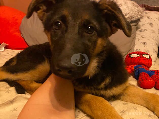 German Shepherd puppies for sale in Hounslow, Greater London – 1 year old - Image 4 of 5