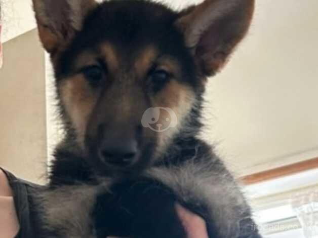 German Shepherd puppies for sale in Hounslow, Greater London – 1 year old - Image 5 of 5