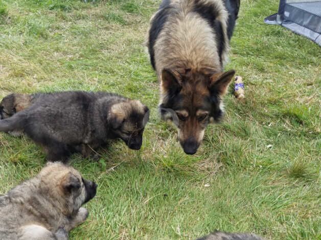 German shepard puppies - Image 2 of 5