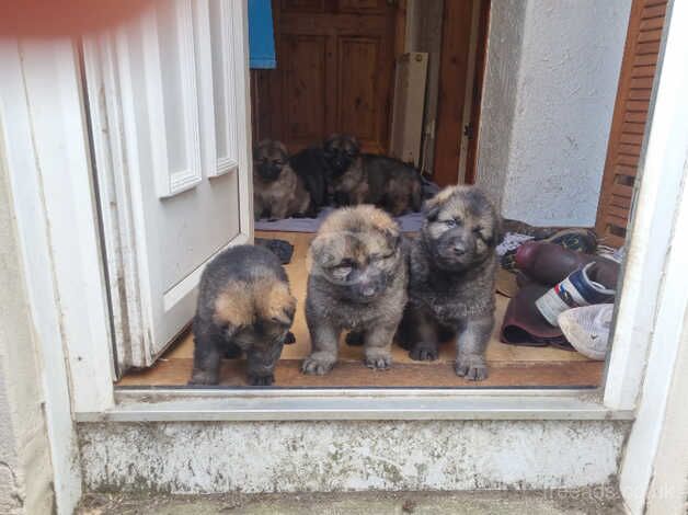 German shepard puppies - Image 3 of 5