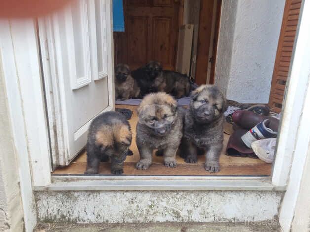 German shepard puppies - Image 4 of 5