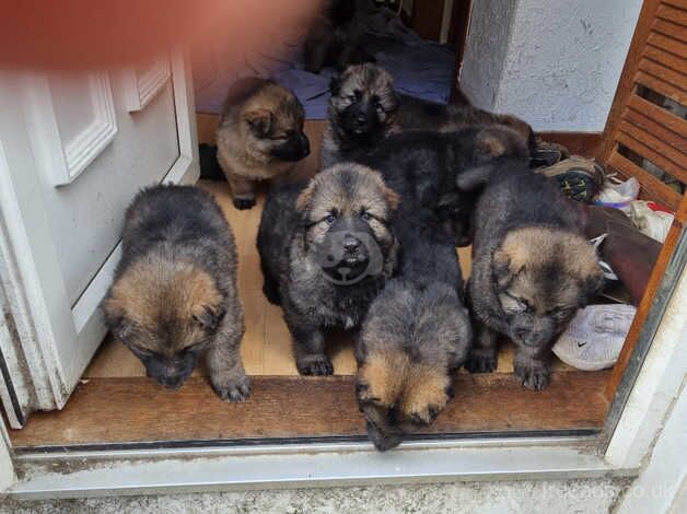 German shepard puppies - Image 5 of 5