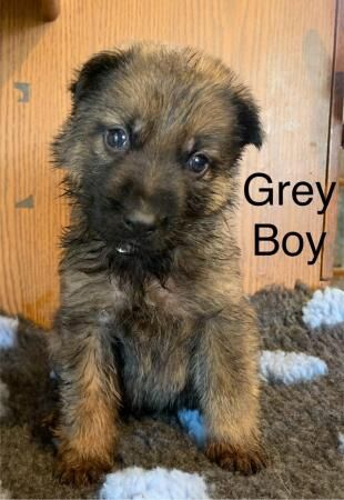 German Shepard puppies looking for there forever homes for sale in Rochester, Kent - Image 1