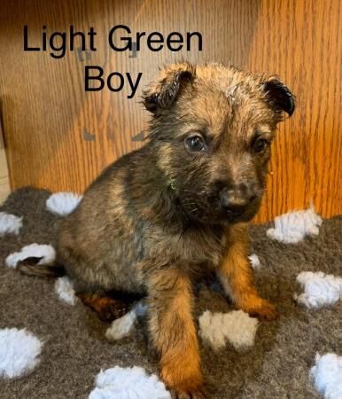 German Shepard puppies looking for there forever homes for sale in Rochester, Kent - Image 2