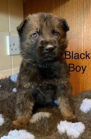 German Shepard puppies looking for there forever homes for sale in Rochester, Kent - Image 3