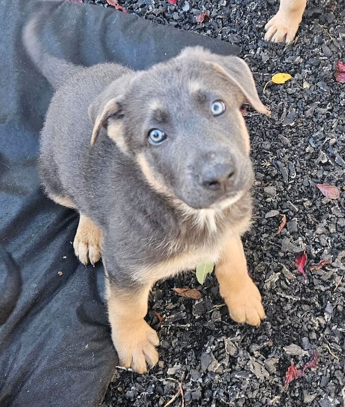 German Shepard Puppies Ready now - Image 2 of 4