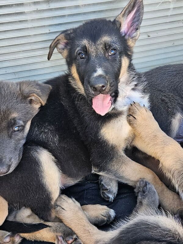 German Shepard Puppies Ready now - Image 3 of 4