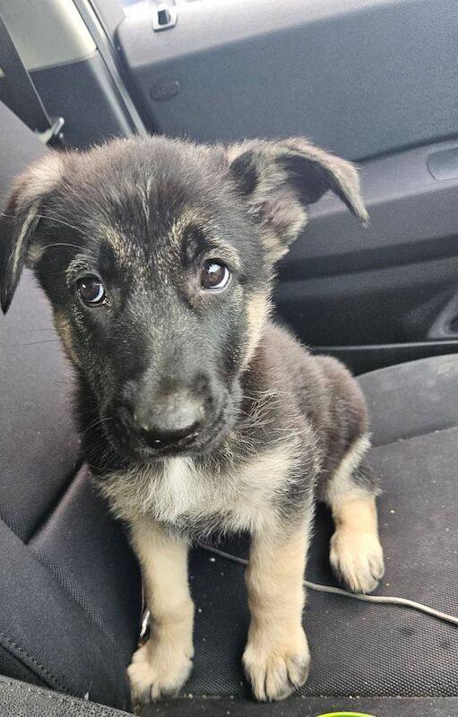 German Shepard Puppies Ready now - Image 4 of 4