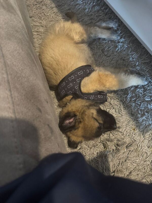 German Shepard Puppy 12weeks Old - Image 2 of 5