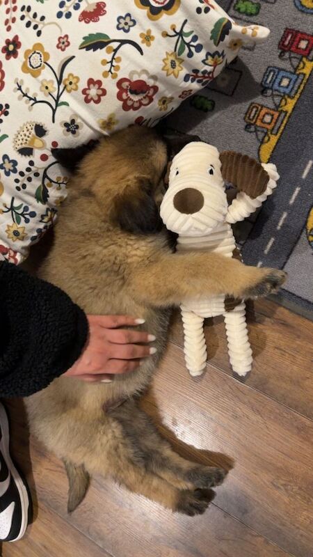 German Shepard Puppy 12weeks Old - Image 3 of 5