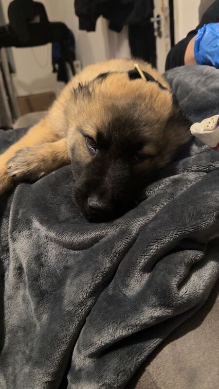 German Shepard Puppy 12weeks Old - Image 4 of 5