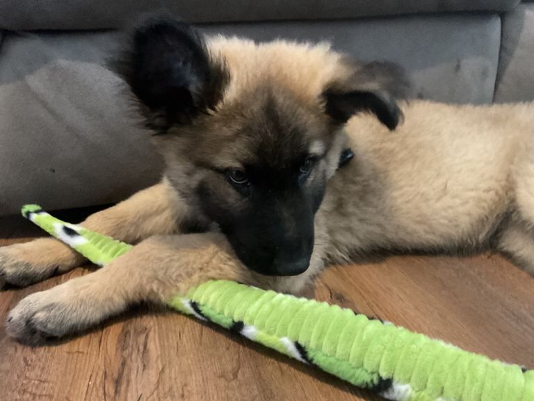 German Shepard Puppy 12weeks Old - Image 5 of 5