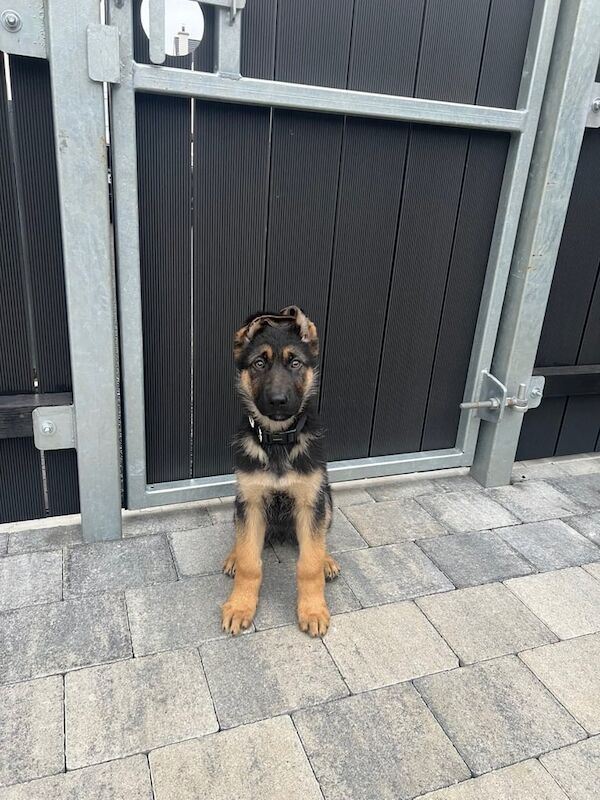 German Shepherd puppies for sale in Castlederg, County Tyrone – 10 weeks old