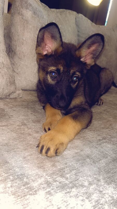 German Shepherd puppies for sale in Bransholme, East Riding of Yorkshire – 9 weeks old