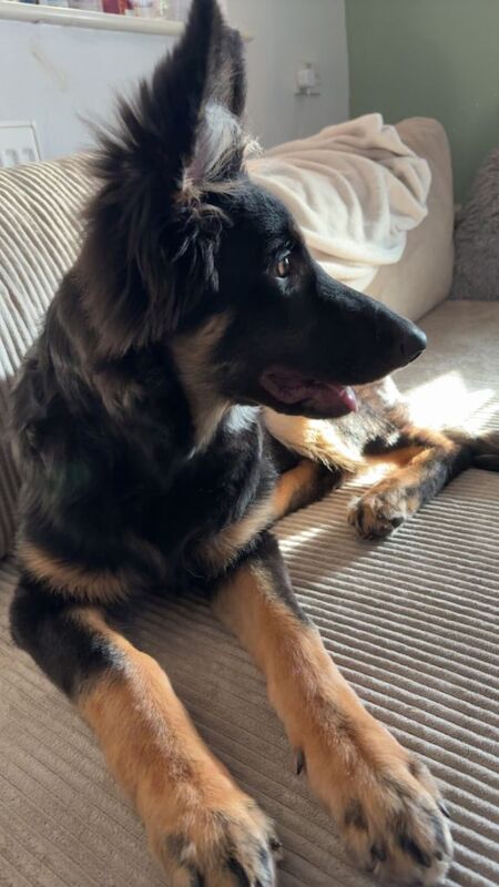 German Shepherd puppies for sale in Northampton, Northamptonshire – 5 months old