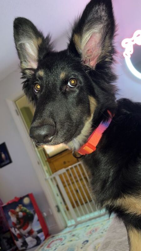German Shepherd puppies for sale in Northampton, Northamptonshire – 5 months old - Image 2 of 4