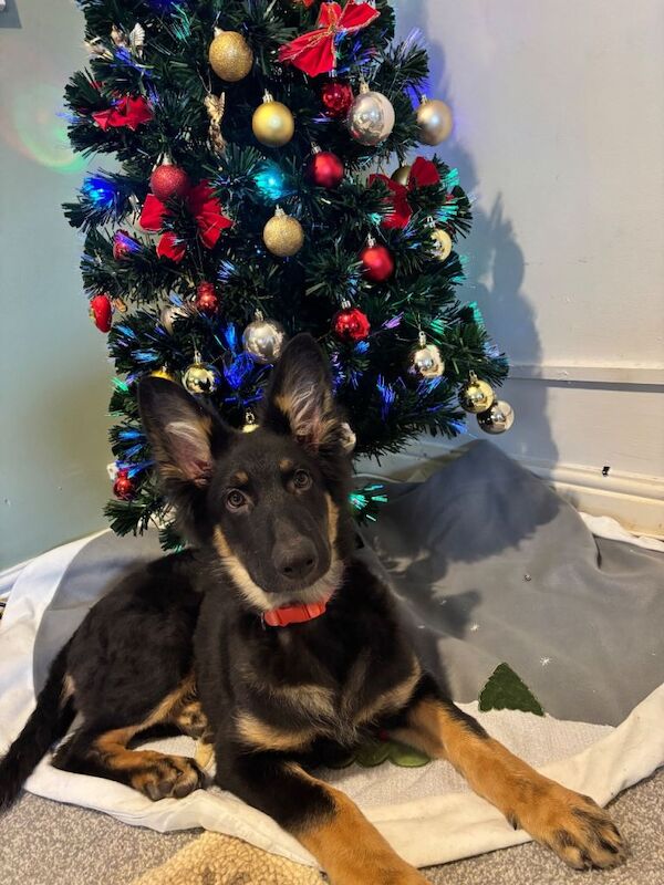 German Shepherd puppies for sale in Northampton, Northamptonshire – 5 months old - Image 3 of 4