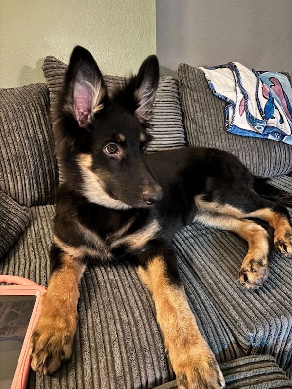 German Shepherd puppies for sale in Northampton, Northamptonshire – 5 months old - Image 4 of 4