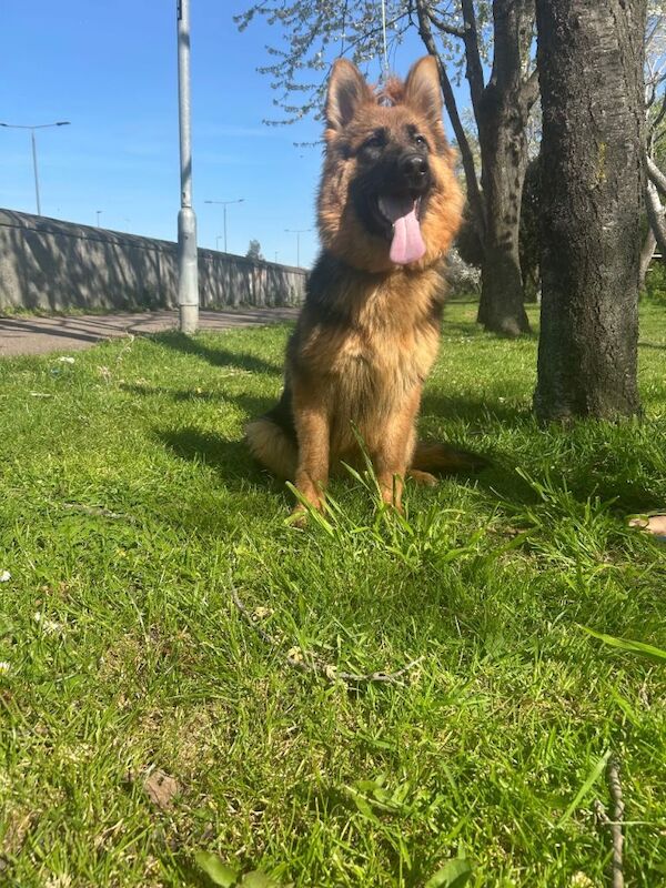German Shepard puppy