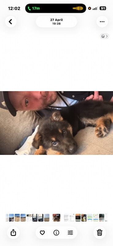 German Shepard puppy