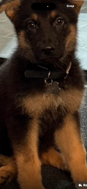 German Shepard puppy - Image 2 of 5
