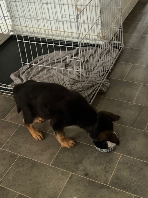 German Shepard puppy - Image 3 of 5