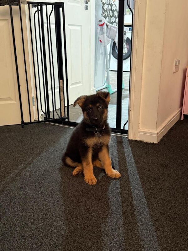 German Shepard puppy - Image 4 of 5