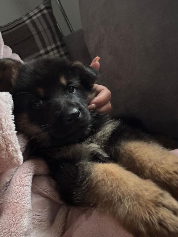 German Shepard puppy - Image 5 of 5