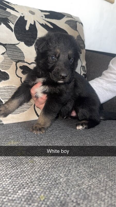German Shepard puppy's for sale in Gravesend, Kent