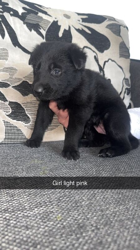 German Shepard puppy's for sale in Gravesend, Kent | Image 3