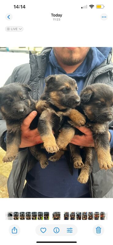 German Shepard pups for sale in Ely, Cambridgeshire - Image 1